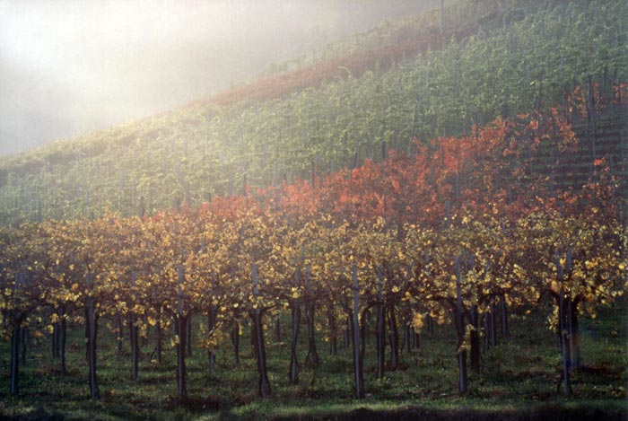 Comune di Corneliano d'Alba
